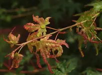 P8027825 Acer nass.webp