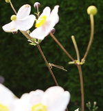 P8219204 Herbstanemone mit Libelle.webp