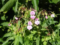 DSCF2030.webp