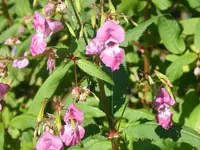 DSCF2032.webp