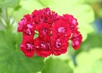 Geranie in Rosenblütenform.webp