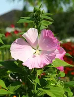 Gartenhibiscus.webp