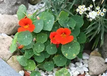 orange Kresse.webp