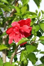 roter Hibiscus.webp