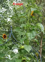Sonnenblume 4 m hoch1.webp