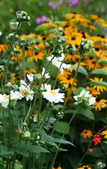 weiße Herbstanemone2.webp