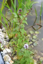 IMG_7428_klein.webp
