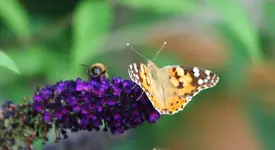 Schmetterling und Biene.webp