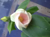 PICT0115.webp