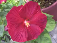PICT0114.webp