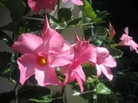 IMG_0010.webp