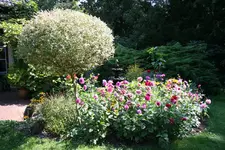 IMG_1387.webp