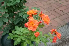 IMG_2310.webp