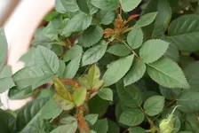 DSC03545_kleiner.webp