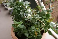 DSC03547_kleiner.webp