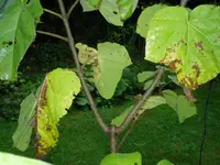 blauglockenbaum,blätter2_001.webp