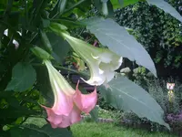 PIC01200.webp