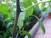 DSCF3934.webp