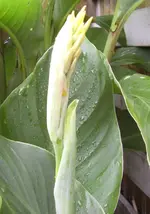 Canna, gelb, 22.08.10.webp