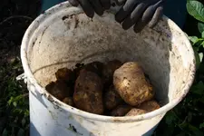 Kartoffeln im eEmer.webp
