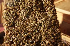 Bienenwabe voll!.webp