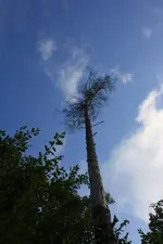 Bäume&Himmel.webp