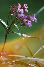 Blumen am Wasser.webp