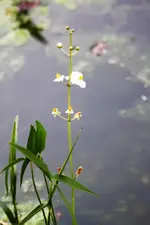 Blumen am Wasser (3).webp