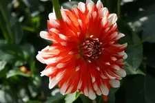 Dahlien (2).webp
