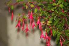 Fuchsie.webp