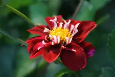 Dahlien (6).webp