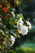 Dahlien (7).webp