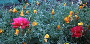 Duftwolke trifft Mohn.webp