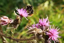Hummel auf Distel.webp