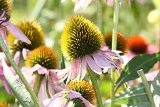 Macro (4).webp