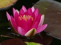 Teich 2008 004.webp