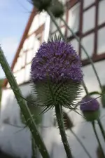 Wilde Karde.webp