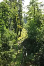 Waldweg.webp