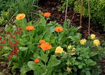 Gelbe Zwergrose.webp