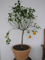 orangen 001.webp