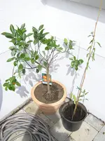 orangen 004.webp