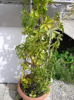 orangen 005.webp