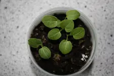 Keimling Stockrose.webp