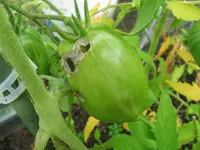 k-Tomatenkiller 026.webp