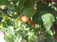100_2474.webp