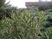 IMGP0005.webp