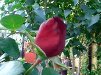 CIMG4932.webp