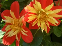 CIMG4973.webp