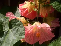CIMG4945.webp