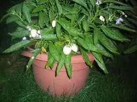 100_2161.webp